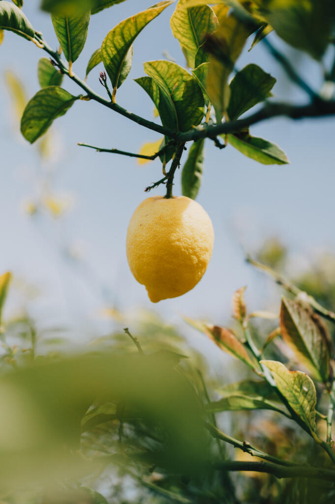 Eine gelbe Zitrone hängt an einem grünen Zweig eines Zitronenbaums, umgeben von grünen Blättern und blauen Himmel im Hintergrund.
