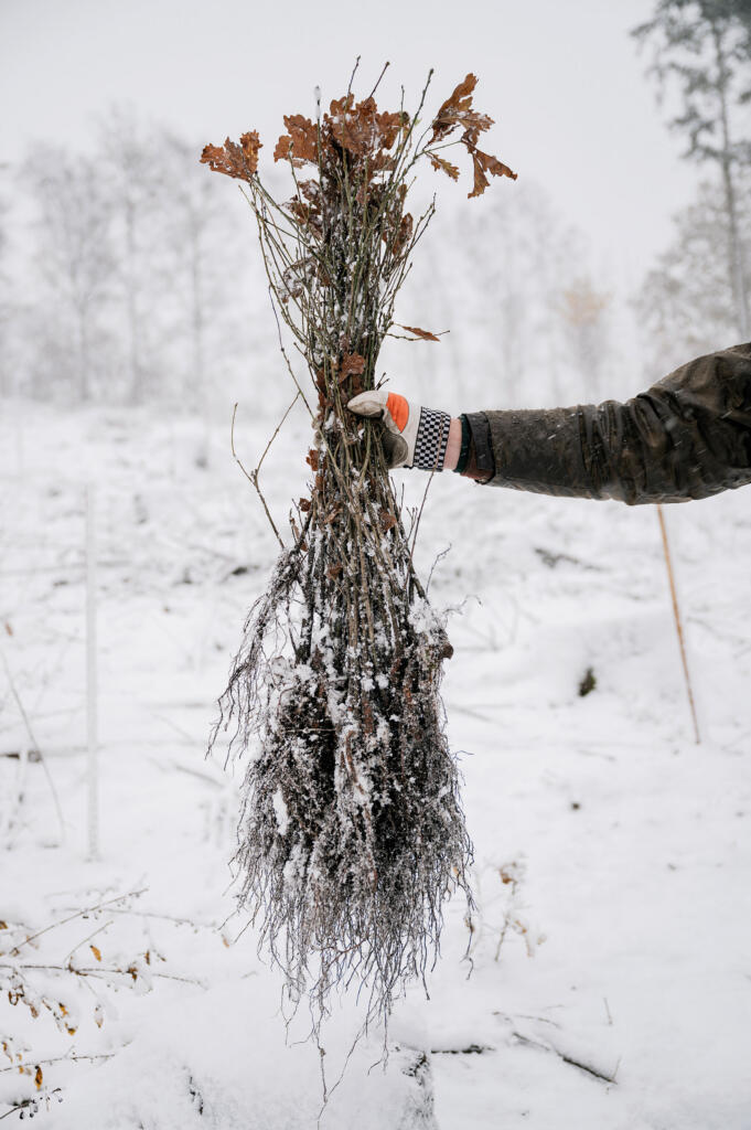 Eine Person in einem Handschuh hält eine Wurzelpflanze mit Schnee überzogen in einer winterlichen Landschaft. Im Hintergrund sind kahle Bäume und ein verschneiter Boden sichtbar.
