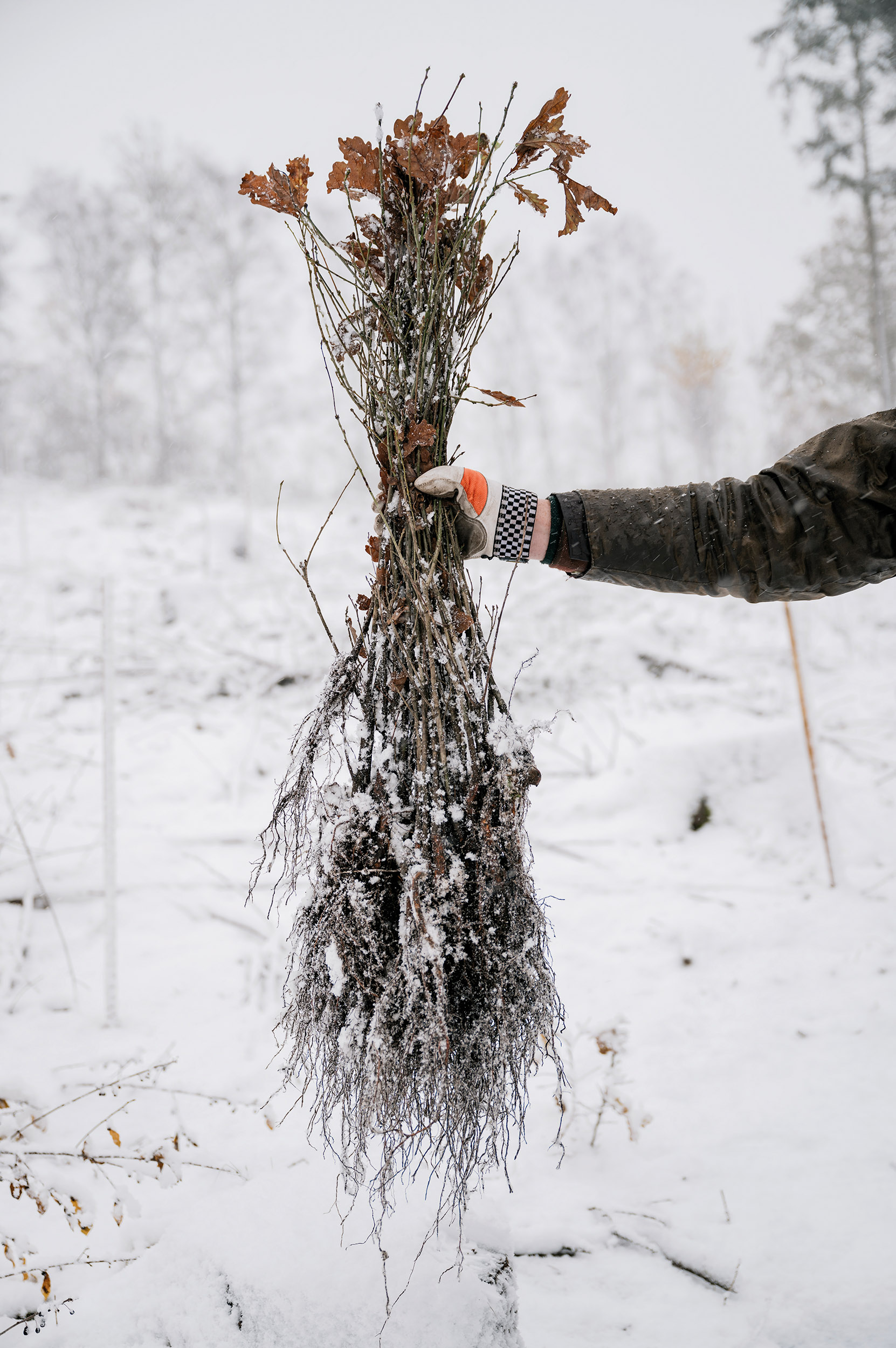 Eine Person in einem Handschuh hält eine Wurzelpflanze mit Schnee überzogen in einer winterlichen Landschaft. Im Hintergrund sind kahle Bäume und ein verschneiter Boden sichtbar.