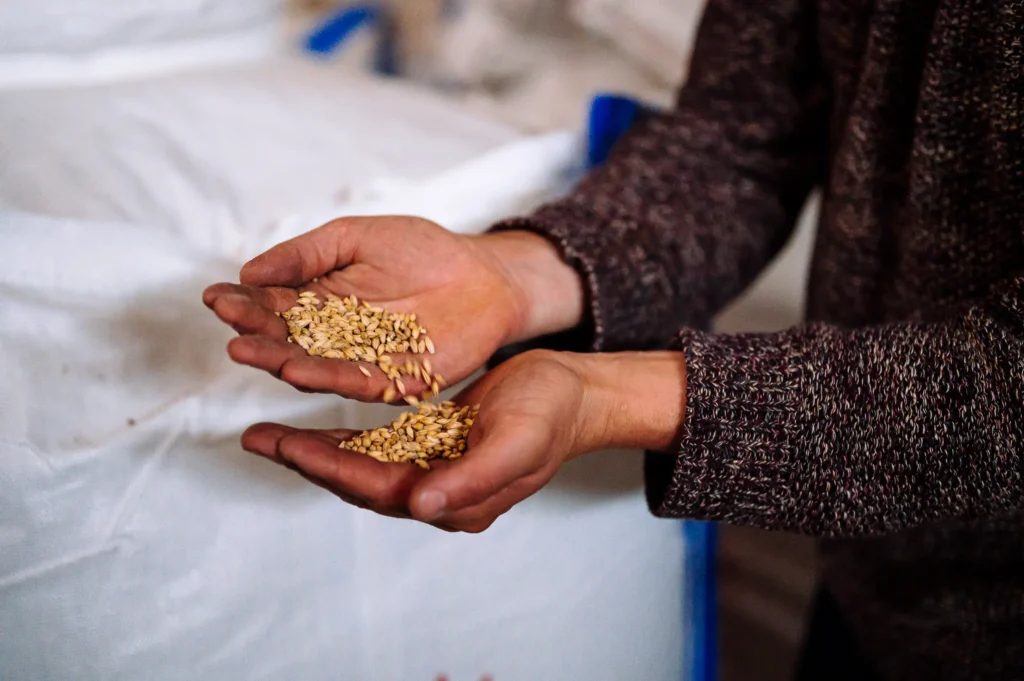 Eine Person hält in beiden Händen eine Menge von Saatgut, während sie in einem Raum mit großen Säcken im Hintergrund steht. Die Situation könnte mit der Landwirtschaft oder Brennerei Ehringhausen in Verbindung stehen.