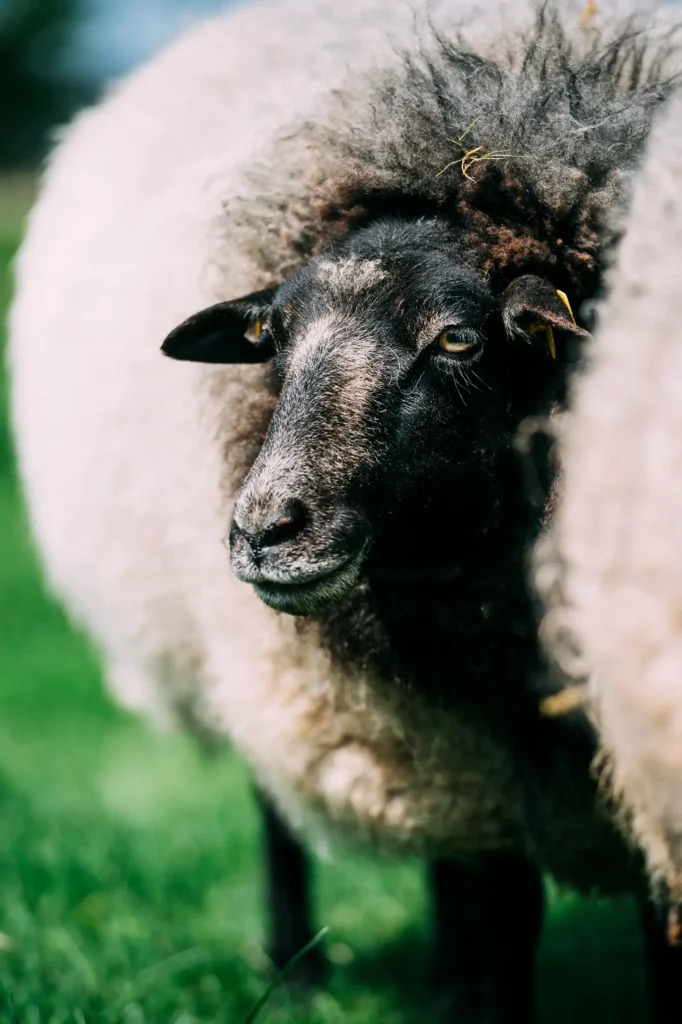Ein schwarzes Schaf mit einem dichten, wolligen Körper steht auf grüner Wiese, teilweise verdeckt von einem anderen Schaf. Der Fokus liegt auf dem Gesicht des Schafs, das aufmerksam schaut. Diese Szene könnte zu "meine kleine farm" und "wildyard" passen.
