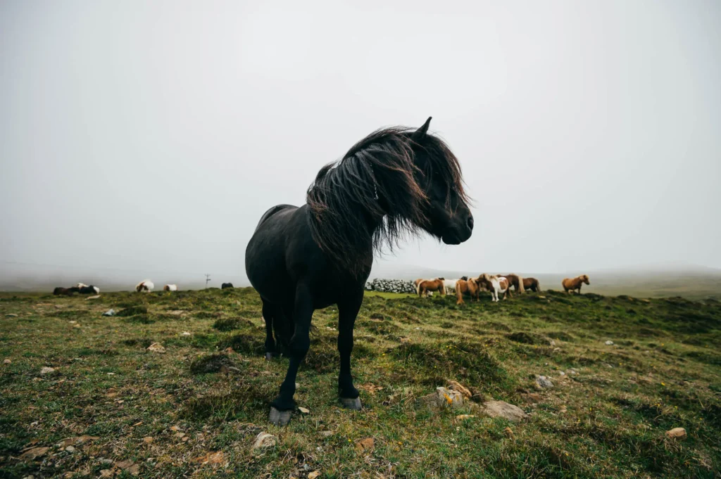 Ein schwarzes Pferd mit langem Fell steht auf einer grünen Wiese, umgeben von einer nebligen Landschaft. Im Hintergrund sind braune Pferde zu sehen, die am Weiden sind. Diese Szene zeigt die natürliche Schönheit der Tierwelt in der Natur.