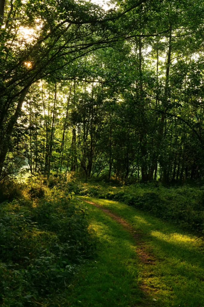 Ein schmaler Weg führt durch einen Wald mit üppigem, grünem Laub und sanften Lichtstrahlen, die durch die Bäume scheinen. Der Pfad ist von grünem Gras und Sträuchern flankiert, passend zur Umgebung "meine kleine farm" und dem „wildyard“.